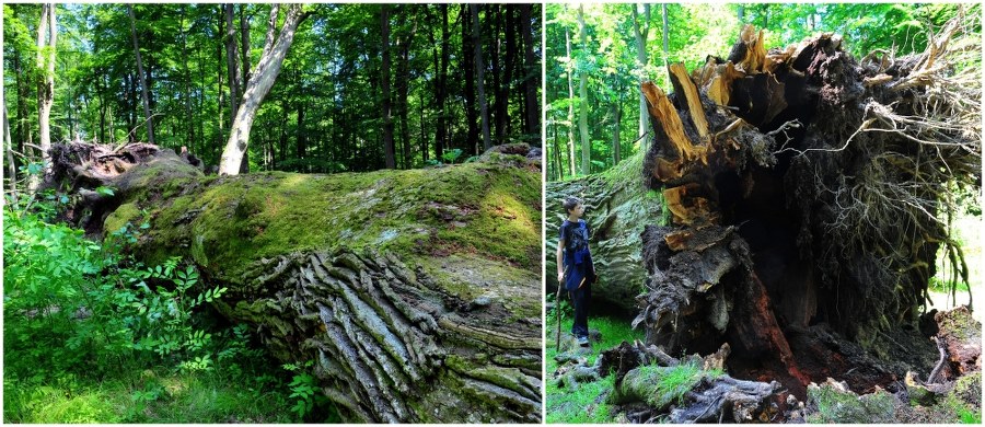 Prawdziwe tłumy przychodzą do lasu pod Ustroniem Morskim, by zobaczyć powalony przez wichurę dąb Bolesław. Uważany za najstarszy w Polsce dąb runął tydzień temu.