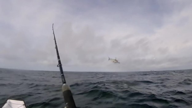 Imponujący materiał filmowy, pokazujący rekina skaczącego w górę i w dół u wybrzeży Florydy. Do tych skoków sprowokował go pewien rybak, który złapał tę drapieżną rybę. Czy udało się ją utrzymać? Zobaczcie sami.
