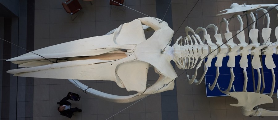 To kości finwala, czyli płetwala zwyczajnego, który żyje we wszystkich oceanach. Niekiedy wpływa także do Bałtyku. Szkielet waży prawie tonę i mierzy około 16 metrów. Zawieszony został pod sufitem holu głównego Wydziału Biologii Uniwersytetu Gdańskiego.