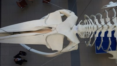Szkielet drugiego pod względem wielkości zwierzęcia na Ziemi zawisł na Uniwersytecie Gdańskim