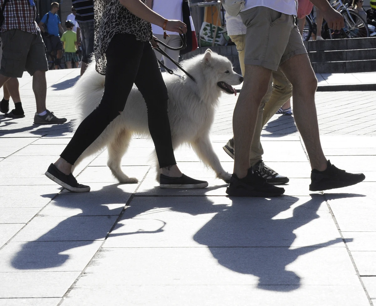 "Traktujemy zwierzaki jako członków naszej rodziny. Pies jest przyjacielem człowieka, ale człowiek jest też przyjacielem psa" - mówi gość "Dania do Myślenia" w RMF Classic, lekarz weterynarii z kliniki Medicavet Katarzyna Kacprzak-Kamińska. Dodaje, że pies w swoim rozwoju osiąga dojrzałość 3 letniego dziecka. "Psy odczuwają emocje, ale to emocje niższego rzędu: empatia, przywiązanie, poczucie bezpieczeństwa. Mają potrzebę bycia blisko człowieka, bo wtedy mają wtedy poczucia większego szczęścia" - podkreśla weterynarz. Kacprzak-Kamińska przywołuje badania, które wskazują, że po zabawie - u psów - zwiększa się hormon oksytocyny o 60 procent. U kotów zaledwie o 10 proc. 