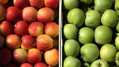 Chiny zniosą embargo na polskie jabłka? 
