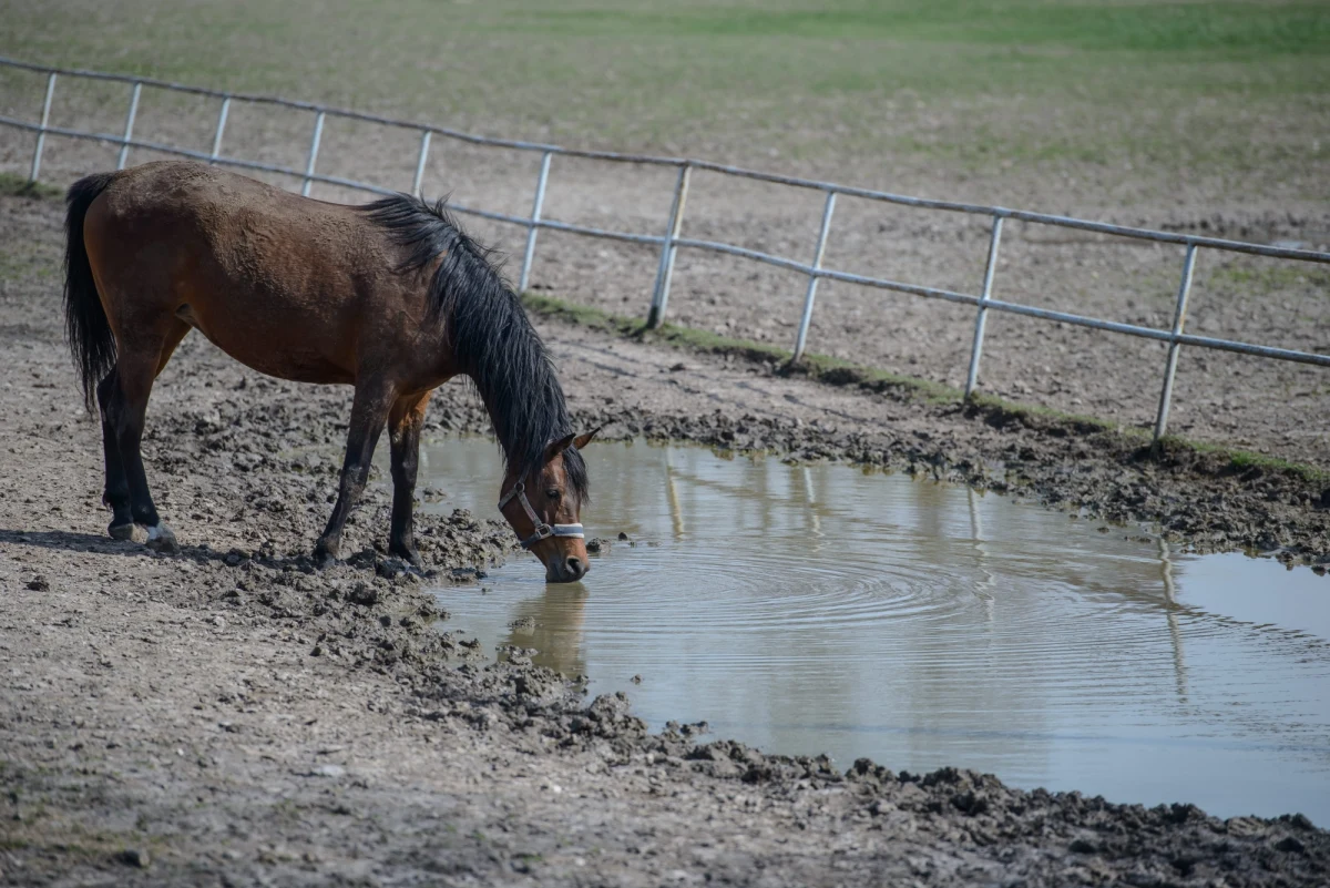 Ryszard Pazyra, Wojciech Jankowski, Lucjan Cichosz i Sławomir Pietrzak. Jedna z tych osób zostanie nowym prezesem stadniny w Janowie Podlaskim – ustalił reporter RMF FM. W przyszłą środę Agencja Nieruchomości Rolnych ogłosi, kto obejmie kierownictwo prestiżowej hodowli koni arabskich. 