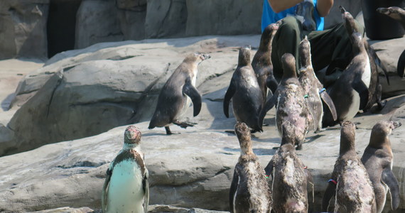 Zagrożone wyginięciem pingwiny Humboldta, zamieszkujące w naturze wybrzeża Peru i Chile, można już oglądać w ogrodzie zoologicznym w Krakowie. Otwarto tam nowy obiekt dla tych zwierząt, zbudowany za 3,6 mln złotych.