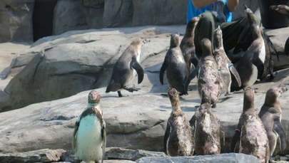 W krakowskim zoo zamieszkały pingwiny Humboldta