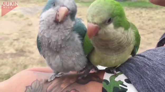 Kiedy Franklin spotkał Muffin po raz pierwszy od razu wiadomo było, że to miłość od pierwszego wejrzenia. Dwa piękne ptaki natychmiast stały się najlepszymi przyjaciółmi.