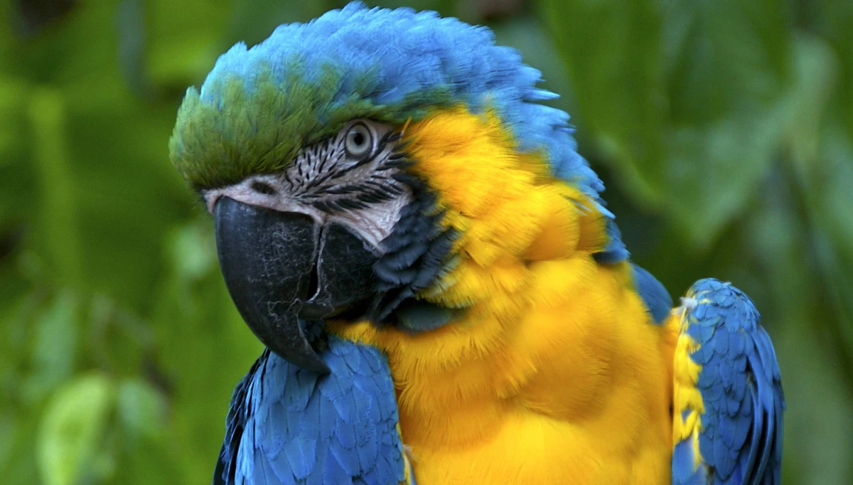Pogardliwe określenie "ptasi móżdżek" trzeba raz na zawsze wyrzucić do lamusa. Najnowsze, opublikowane własnie na łamach czasopisma "Proceedings of the National Academy of Sciences" wyniki badań pokazują, że ptaki mają mózgi małe, ale gęsto upakowane neuronami. Szczególnie w rejonie przodomózgowia, które wiążemy z inteligentnymi zachowaniami. Piszą o tym naukowcy z Vanderbilt University i Uniwersytetu Karola w Pradze.