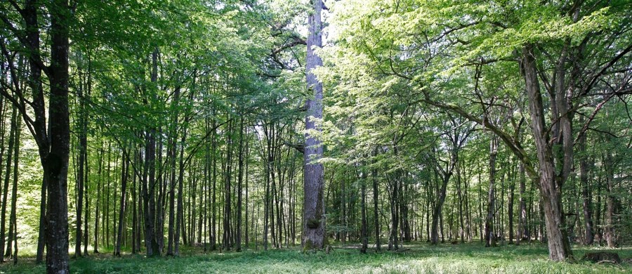 Po rozpoczęciu przez Komisję Europejską procedury o naruszenie prawa UE organizacje ekologiczne nadal apelują do ministra środowiska o wycofanie się z decyzji zwiększającej limit pozyskania drewna w Puszczy Białowieskiej. "Jest już jasne, że Komisja podziela naszą opinię, że decyzja o zwiększeniu wyrębu narusza prawo" - wskazała Agata Szafraniuk z ClientEarth Prawnicy dla Ziemi.
