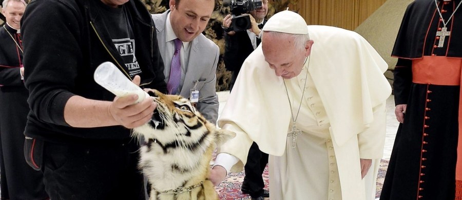 Na audiencję do papieża Franciszka zostały przyprowadzone... tygrysy. Wszystko z okazji spotkania z artystami ulicznymi i cyrkowcami. 