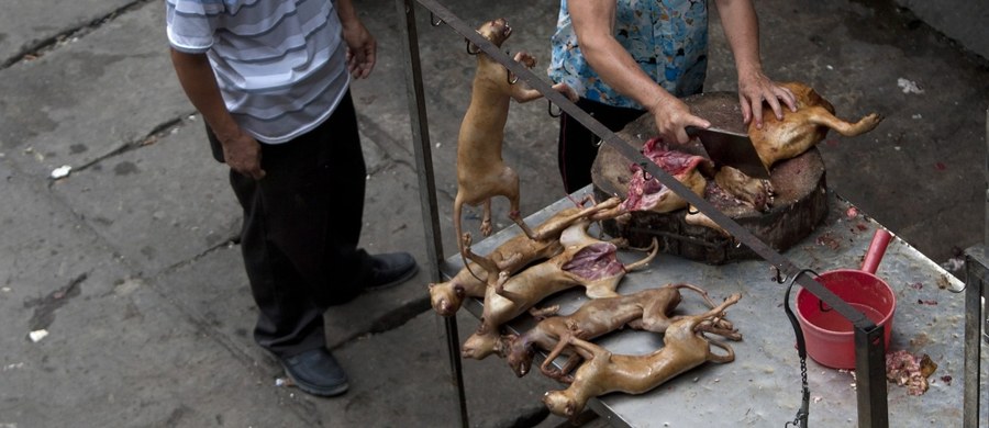 Mimo wielu protestów, festiwal psiego mięsa w chińskim mieście Yilin ma coraz więcej zwolenników. Sprzedaż mięsa psów rośnie, a długo przed rozpoczynającym się 21 czerwca festiwalem miejsca w hotelach są zarezerwowane. W tym roku zabitych zostanie 10 tysięcy psów.