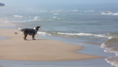 Obrońcy praw zwierząt walczą o wstęp psów na plaże