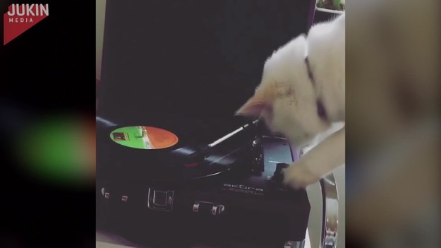Ten kot postanowił zostać DJ-em. Gdy tylko znalazł odpowiedni rytm, opuścił jednak stanowisko, żeby pobrykać na podłodze :).