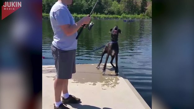 Ten pies radośnie obserwował swojego pana, który zamierzał łowić ryby. Był jednak zbyt podniecony potencjalnym połowem, że cofnął się na skraj pomostu i... wpadł do jeziora.