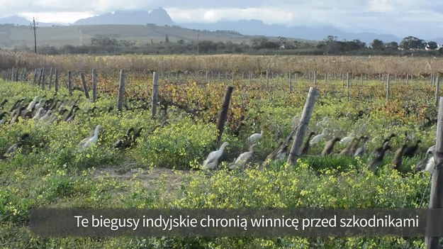 Właściciel winnicy Vergenoegd w Republice Południowej Afryki wykorzystuje kaczki do ochrony swoich plantacji. Ptaki te nie tylko wyjadają groźne dla upraw ślimaki i owady, ale też użyźniają glebę.