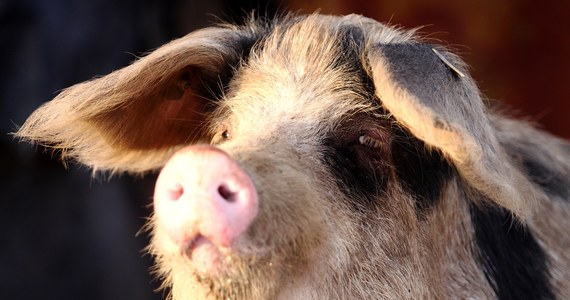 Afrykański pomór świń wykryto u trzody hodowanej w gospodarstwie na Podlasiu - dowiedział się reporter RMF FM. Centrum Zarządzania Kryzysowego wojewody wszczęło procedury epidemiologiczne. 