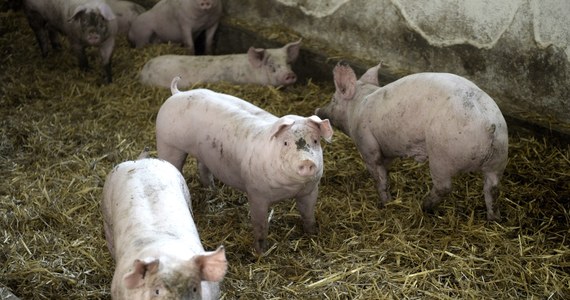 Weterynarze rozpoczęli usypianie i utylizację prawie 300 świń z gospodarstwa na Podlasiu, w którym wykryto ASF. Groźną, zwierzęcą chorobę stwierdzono u trzody chlewnej w niewielkiej wiosce Bielszczyzna w powiecie hajnowskim