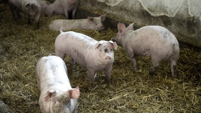 Walka z afrykańskim pomorem świń na Podlasiu. Do uśpienia prawie 300 zwierząt  