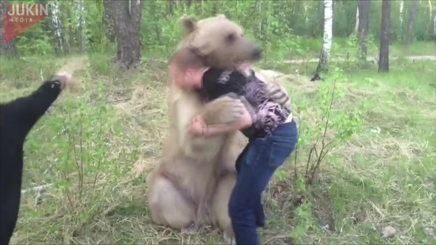 Dla innych może się to wydawać niebezpieczne, ale ten człowiek nie czuł strachu podczas... zapasów z misiem. Także niedźwiedź wydawał się dobrze bawić.