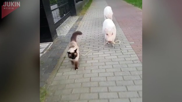 Dwie świnki - Moritz i Smarty - lubią spacerować. Ale nie sami. Zawsze zabierają ze sobą swojego kumpla, Leonardo - kota. Na wszelki wypadek prowadzą go na smyczy.