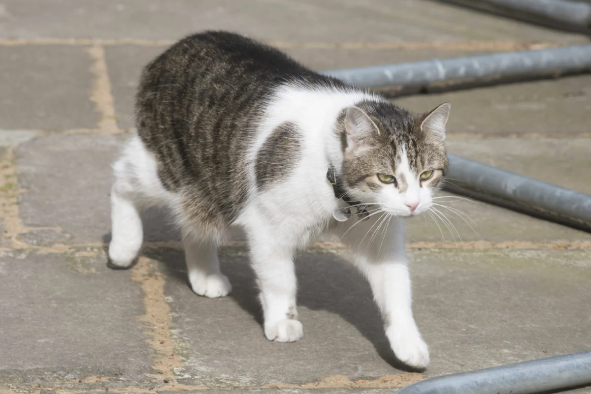 Kot Larry, oficjalnie główny myszołap w rezydencji i biurze brytyjskiego premiera, pozostaje na stanowisku - poinformowała rzeczniczka biura. Larry nie należy do ustępującego z urzędu Davida Camerona i dlatego dalej będzie pełnić obowiązki na Downing Street.