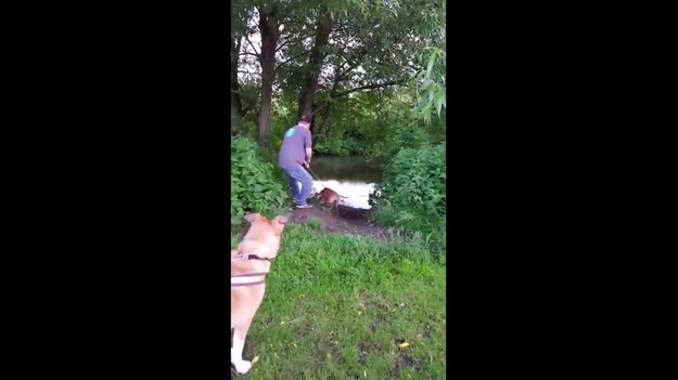 Zabawny film o człowieku, który stara się kontrolować swojego psa. Zwierzę bardzo chce się wykąpać w rzece. Czy panu uda się go powstrzymać?