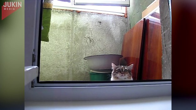 Ten kot powoli podnosi się z szeroko otwartymi oczami, aby zajrzeć do środka domu przez okno, a następnie powoli opuszcza się z powrotem do kryjówki. Chowa się czy czai? Sam jest ofiarą czy właśnie taką wypatrzył?
