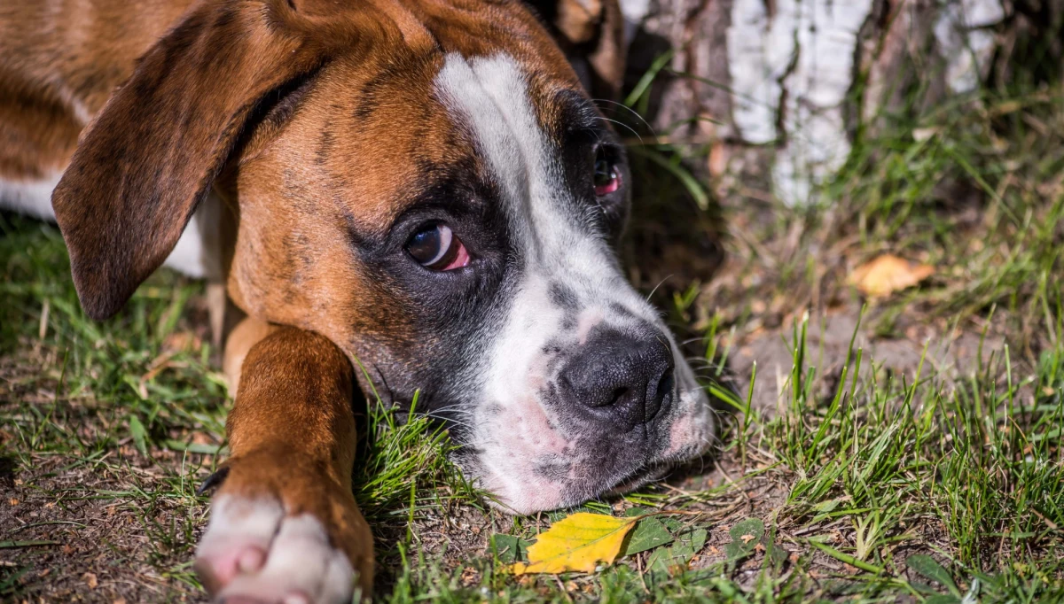 ​Mieszkańcy warszawskiego Żoliborza alarmują, że w okolicy placu Wilsona pojawiły się niepokojące napisy. Ich autorzy grożą właścicielom psów, że zatrują ich zwierzęta. Na ziemi ktoś rozsypał trutkę na szczury.
