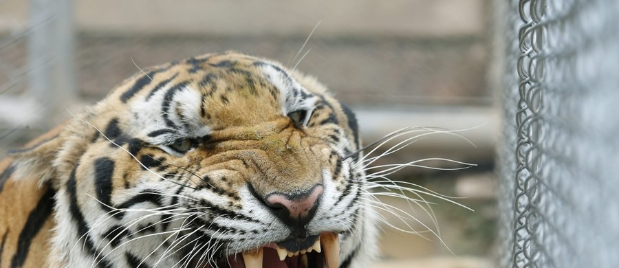 Tragedia w pekińskim zoo. Tygrysy zabiły tam kobietę i raniły jej towarzyszkę. 