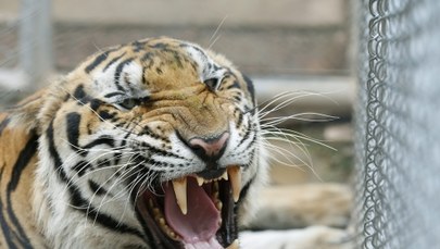 Tygrysy zabiły kobietę w zoo w Pekinie