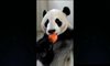 Panda, która uwielbia lody