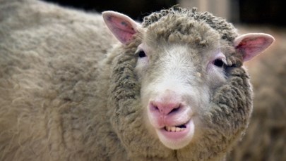 Klonowanie nie szkodzi zdrowiu. Owiec