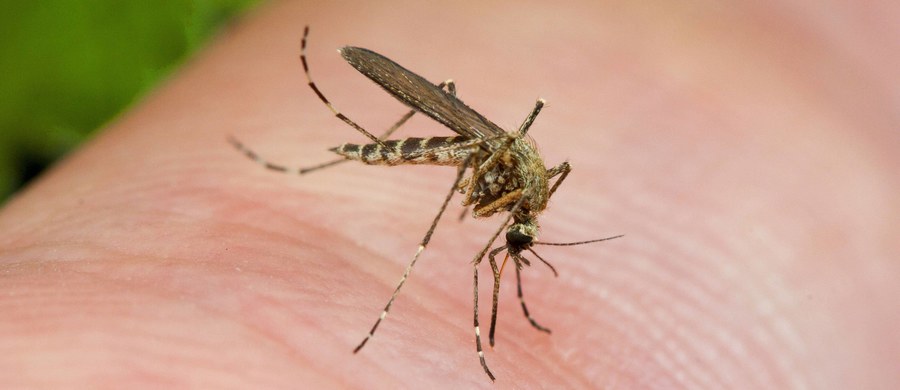 W USA odnotowano pierwsze cztery przypadki zakażenia wirusem Zika od żyjących tam komarów. "Trzej mężczyźni i kobieta zostali ukąszeni w Miami" - poinformował w piątek gubernator stanu Floryda Rick Scott.