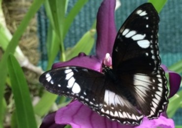 Morpho, Caligo, Papilio. Egzotyczne motyle do zobaczenia w łódzkiej Palmiarni