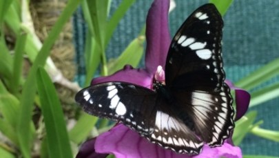 Morpho, Caligo, Papilio. Egzotyczne motyle do zobaczenia w łódzkiej Palmiarni
