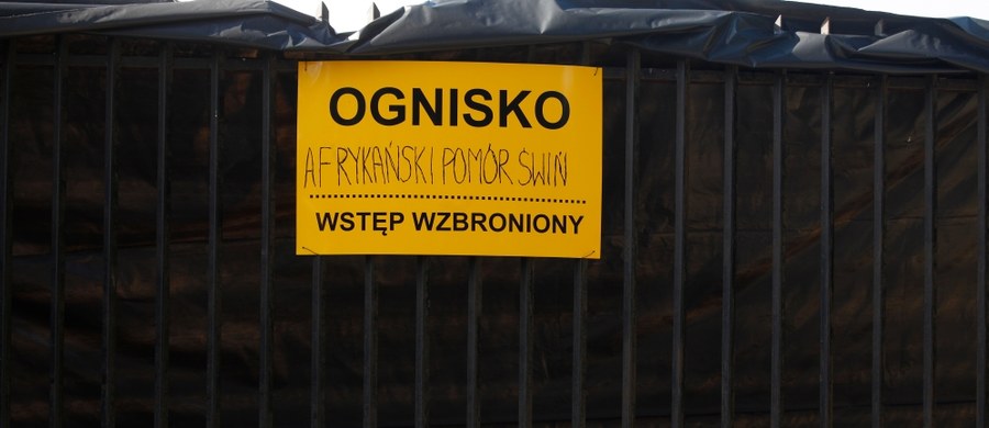 W gospodarstwie w gminie Mielnik wykryto ognisko afrykańskiego pomoru świń (ASF) - poinformował w komunikacie Główny Inspektorat Weterynarii. To szóste ognisko tej choroby u trzody chlewnej w Polsce. Wszystkie wykryto w województwie podlaskim.