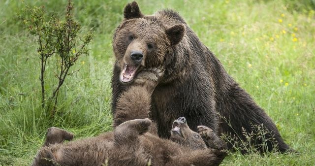 Tajemnice lasu, zapierające dech w piersiach ujęcia zwierząt, fenomenalne obrazy przyrody i Puszcza Białowieska na wielkim ekranie - "Królestwo" - najnowsza produkcja twórców "Mikrokosmosu" i "Makrokosmosu" to wspaniałe widowisko!