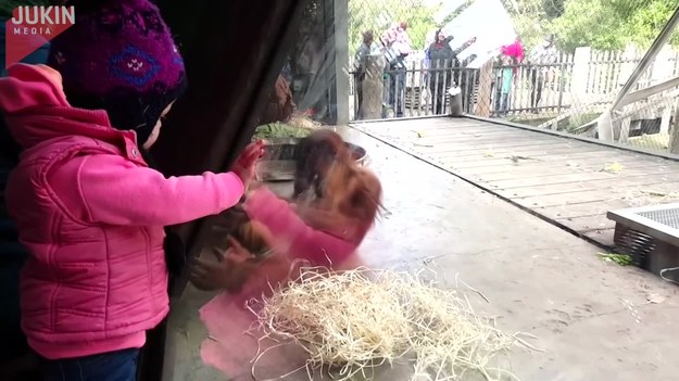 Ten mały orangutan dał taki popis niesamowitych umiejętności tanecznych, że goście w zoo nie mogli oderwać od niego oczu. Wy też musicie to zobaczyć! 