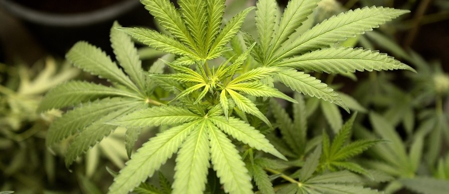 Pacjenci korzystający z medycznej marihuany będą mieli pozwolenie na hodowlę "ograniczonej ilości" rośliny na własny użytek - ogłosiło kanadyjskiego ministerstwo zdrowia. Jak podał portal CBC News, ustawa wchodzi w życie 24 sierpnia. 