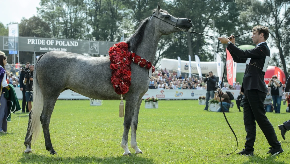 9-letni siwy ogier Albano ze stadniny w Janowie Podlaskim został uznany za najlepszego konia 38. Narodowego Pokazu Koni Arabskich Czystej Krwi. Do pokazu zgłoszono 140 koni z państwowych stadnin i hodowli prywatnych. 