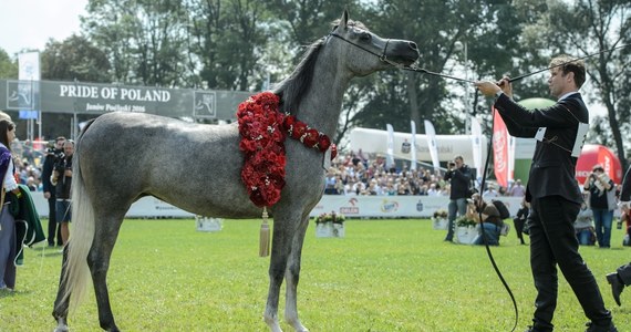 9-letni siwy ogier Albano ze stadniny w Janowie Podlaskim został uznany za najlepszego konia 38. Narodowego Pokazu Koni Arabskich Czystej Krwi. Do pokazu zgłoszono 140 koni z państwowych stadnin i hodowli prywatnych. 