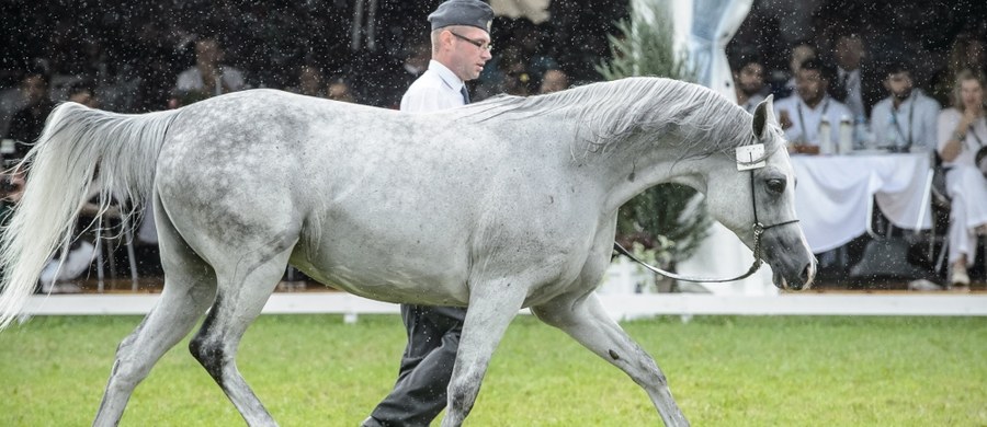 Prawie 1,7 mln euro przyniosły dwie aukcje koni podczas Święta Konia Arabskiego w Janowie Podlaskim. Na poniedziałkowej Letniej Aukcji sprzedano 18 koni za 409 tys. euro, a w niedzielę na aukcji Pride of Poland - 16 koni za 1 mln 271 tys. euro.