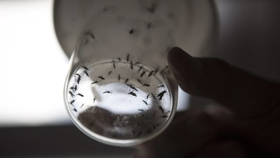 Zika w Polsce. Potwierdzono dwa przypadki zakażenia wirusem
