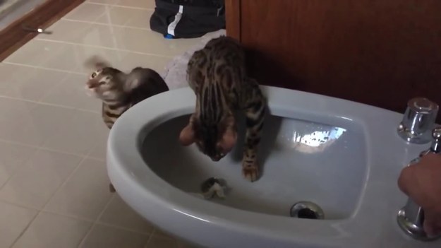 Film nakręcony w Kanadzie 27 lipca pokazuje, jak dwa małe koty bengalskie - Ella i  Sammy - są trochę zdezorientowane, gdy poznają... toaletę i "tajemnicze źródło" wydobywające się z jej wnętrza.