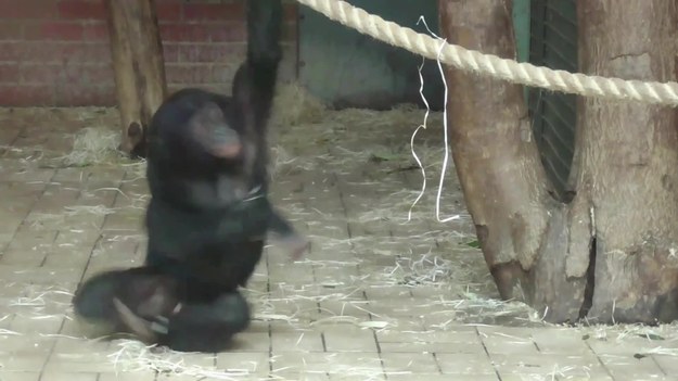 Wyjątkowy materiał filmowy, na którym widać małego szympansa, który na linie wiruje i wiruje. A wszystko to w Twycross Zoo w Atherstone, w Wielkiej Brytanii.