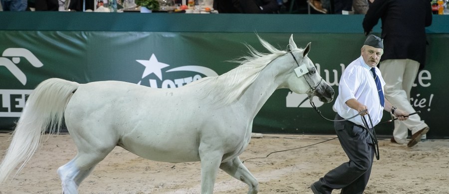 ​Jest pierwsza dymisja po aukcji koni arabskich w Janowie Podlaskim. Rezygnację złożył nadzorujący całą aukcję "Pride of Poland" wiceprezes Agencji Nieruchomości Rolnych Karol Tylenda.