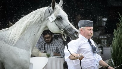 Chaos podczas aukcji koni w Janowie. ANR: Winę ponosi sprowadzony z zagranicy mistrz 