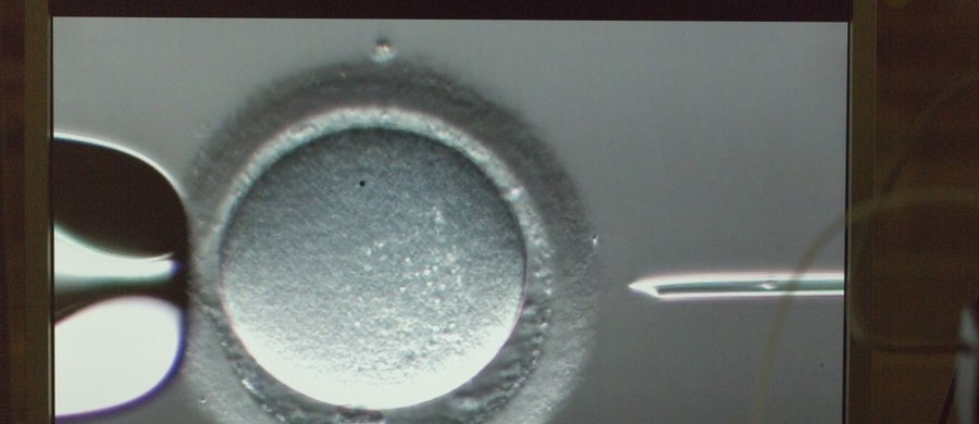 Prokuratura Okręgowa w Szczecinie podjęła śledztwo w sprawie pomyłki in vitro, do której doszło w klinice w Policach w woj. zachodniopomorskim w 2013 roku. Śledczy rozpoczęli analizę opinii, która wpłynęła z prywatnego zakładu medycyny sądowej w Łodzi. 