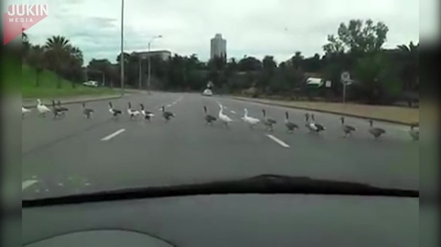 Gdy przez ulicę maszerowała armia kaczek, w głowach kierowców pojawiło się jedno pytanie: dlaczego te ptaki przechodzą właśnie tędy? Odpowiedź jest prosta. Bo chcą się dostać na drugą stronę :). Oczywiście!