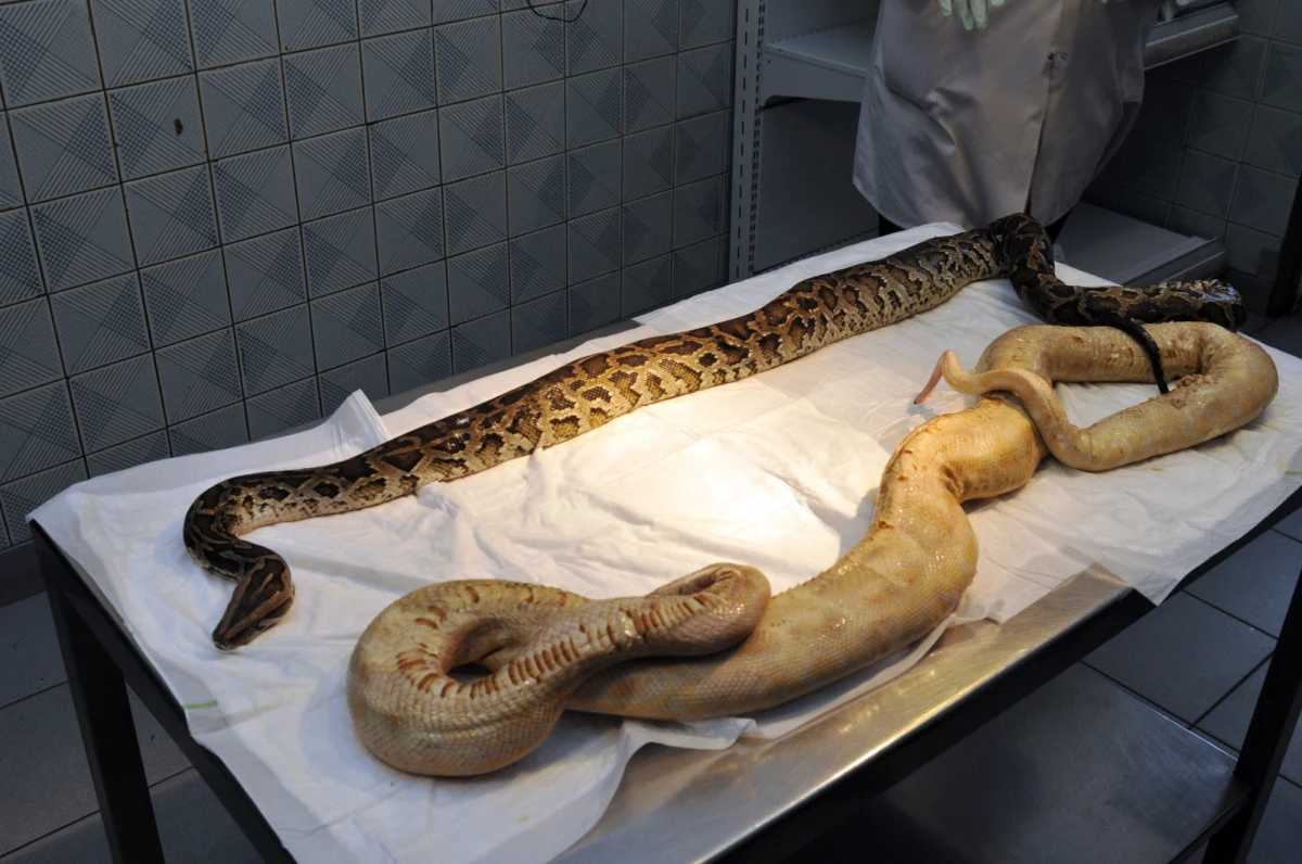 Dwa martwe węże, prawdopodobnie pytony, zostały znalezione na śmietniku w Koszalinie. Gady mają około 2 metrów długości. 