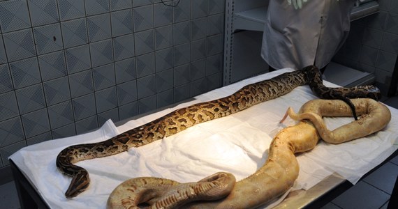 Dwa martwe węże, prawdopodobnie pytony, zostały znalezione na śmietniku w Koszalinie. Gady mają około 2 metrów długości. 
